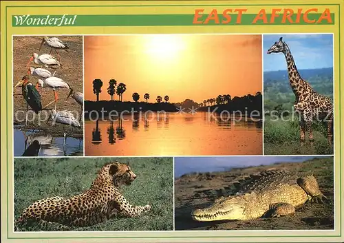 Tiere East Africa Giraffe Krokodil Gepard  Kat. Tiere