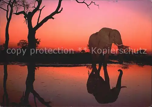 Elefant African Wildlife Sonnenuntergang  Kat. Tiere