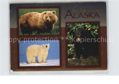 Baeren Bears of Alaska Grizzly Bear Polar Bear Black Bear Kat. Tiere