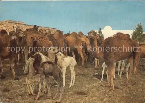 Kamele Tunesien Kamelherde Kat. Tiere