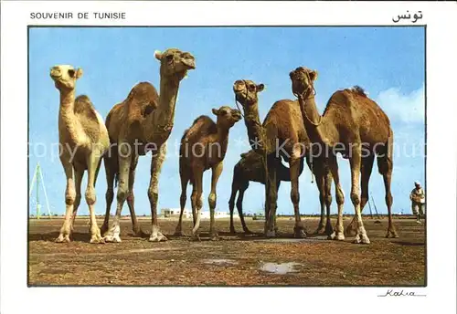 Kamele Tunesien Tunisie Kat. Tiere