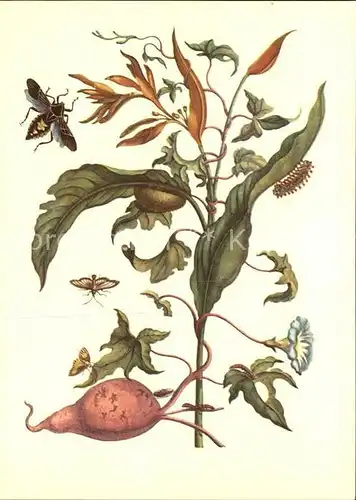 Insekten Kuenstlerkarte Maria Sibylla Merian Winde mit Batate Kat. Tiere