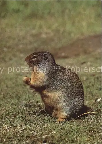 Tiere Nordamerikanisches Backenhoernchen  Kat. Tiere