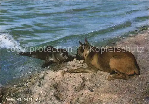 Hunde Boxer Seehund Nordseestrand  Kat. Tiere