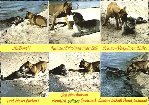 Hunde Boxer Seehund Nordseestrand  Kat. Tiere