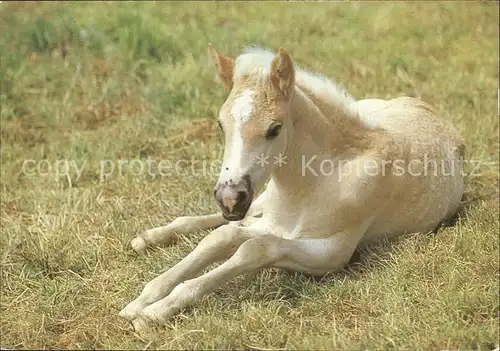 Pferde Fohlen  Kat. Tiere