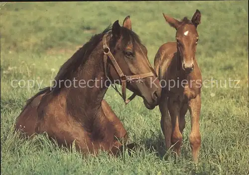 Pferde Fohlen  Kat. Tiere