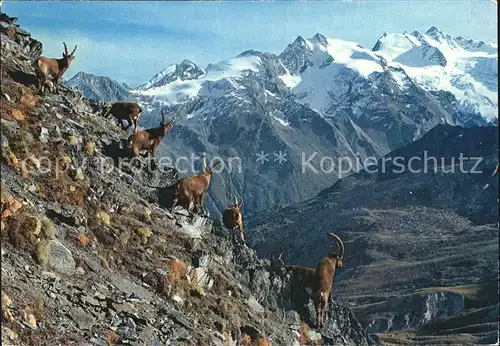 Steinbock Valle d Aosta Parco nazionale Gran Paradiso  Kat. Tiere