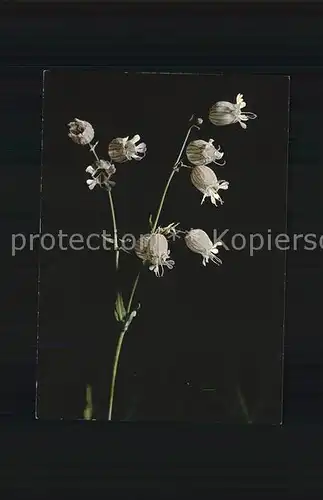 Blumen Aufgeblasenes Leimkraut Silene inflata Kat. Pflanzen