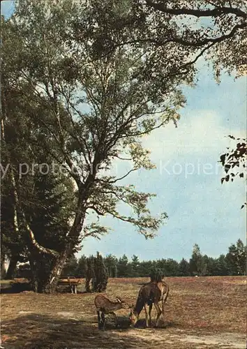 Reh Naturschutzpark Lueneburger Heide  Kat. Tiere