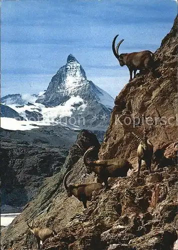 Steinbock Zermatt Steinwild Matterhorn Kat. Tiere