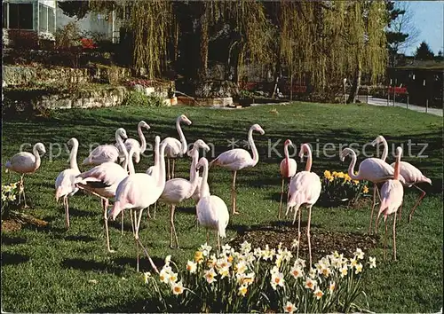 Flamingo Zoo Zuerich  Kat. Tiere