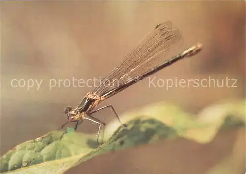 Insekten Binsenjungfer  Kat. Tiere