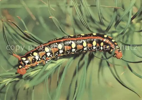 Insekten Raupe Wolfsmilchschwaermer  Kat. Tiere