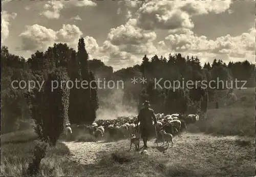 Hirte Schnuckenherde Kat. Landwirtschaft