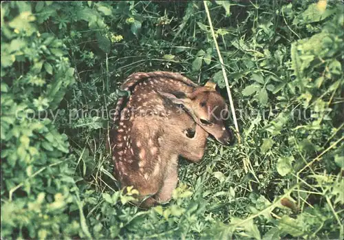 Reh Fauna Parco Nazionale d Abruzzo Mammiferi Giovane Cerbiatto Kat. Tiere