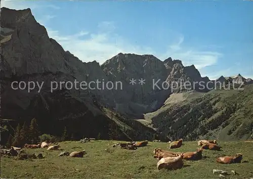 Kuehe Bins Dreijaggen Spritzkarspitze Laliderer Waende Tirol  Kat. Tiere