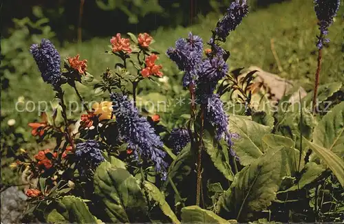 Blumen Wulfenia Carinthiaca Kaernten Nassfeld Gartnerkofel Kat. Pflanzen