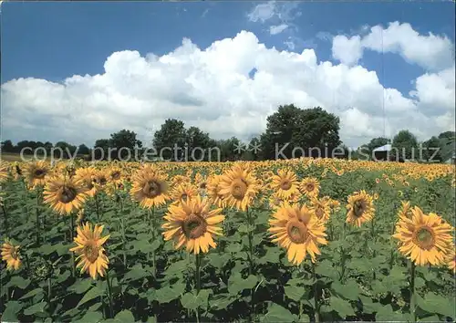 Blumen Sonnenblumen  Kat. Pflanzen