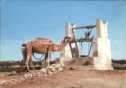 Kamele Puits a Djerba Tunisie  Kat. Tiere