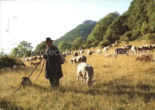 Hirte Schafe Hohenneuffen Kat. Landwirtschaft