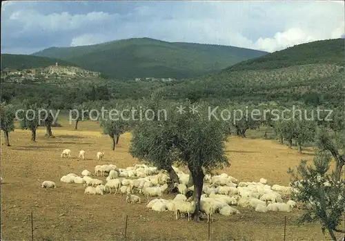 Schafe Toscana  Kat. Tiere