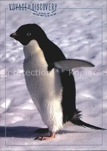 Pinguin Adelie Penguin Kat. Tiere