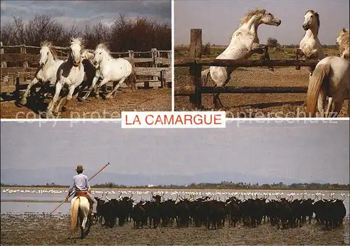 Pferde Chevaux et Taureaux Camargue Gardian  Kat. Tiere