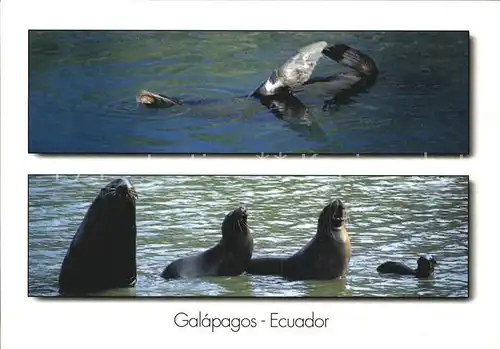Seehunde Robben Seeloewe Galapagos Ecuador  Kat. Tiere