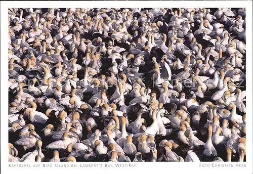 Voegel Kaptoelpel Bird Island Lambert s Bay West Kap Kat. Tiere