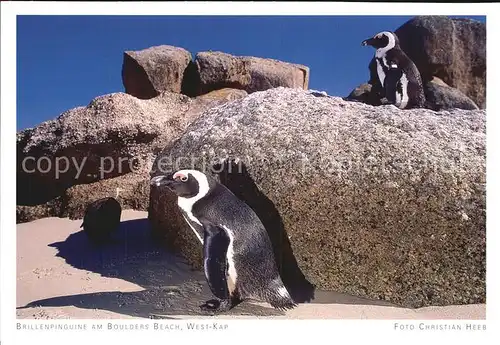 Pinguin Brillenpinguine Boulders Beach West Kap Kat. Tiere