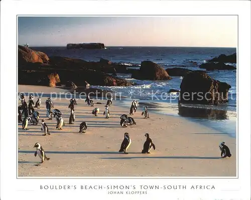 Pinguin Jackass Penguin Boulder s Beach Simon s Town South Africa  Kat. Tiere