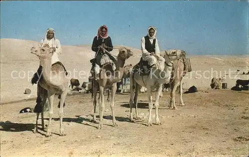 Beduinen Negeb Desert Kamele  Kat. Typen