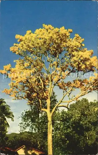 Baeume Trees Gold Tree Hawaii  Kat. Pflanzen