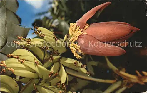 Bananen Banana Blossom Hawaii Kat. Pflanzen