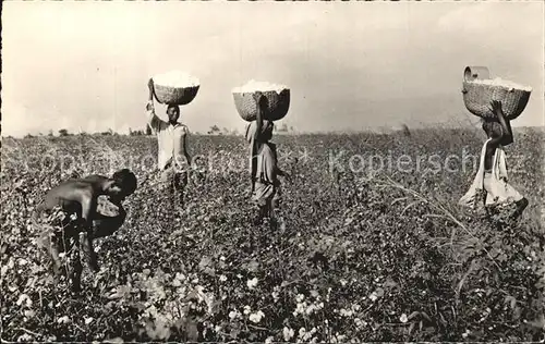 Baumwollpfluecker Cotton Pickers Afrique Noire Ernte  Kat. Landwirtschaft