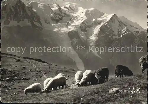 Schafe Chamonix Chain du Mont Blanc vue du Plan Praz Kat. Tiere