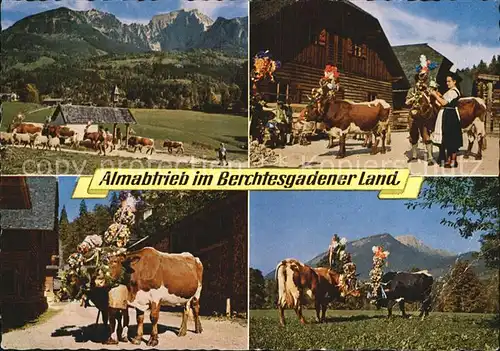 Kuehe Almabtrieb Berchtesgadener Land  Kat. Tiere