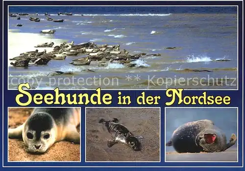 Seehunde Robben Nordsee  Kat. Tiere