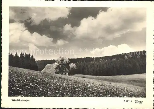 Foto Popp Nr. 3954 1 Landschaft Natut Kat. Fotografie