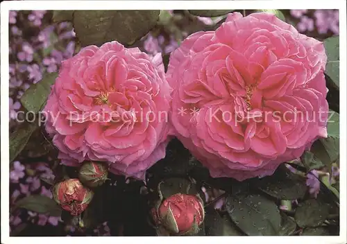 Blumen Bourbonrose  Kat. Pflanzen