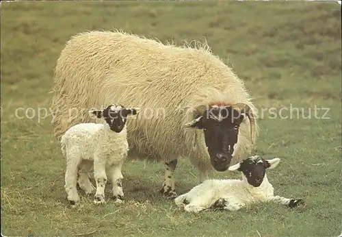 Schafe Blackfaced Sheep Two Lambs  Kat. Tiere