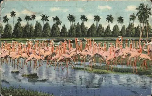 Flamingo Hialeah Park Miami  Kat. Tiere