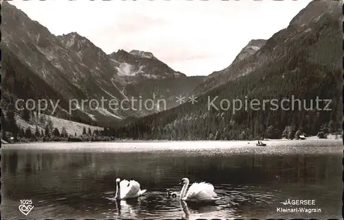 Schwan Jaegersee Kleinarl Wagrain Kat. Tiere