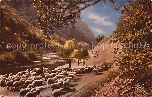 Schafe Hirte Western Canyon  Kat. Tiere