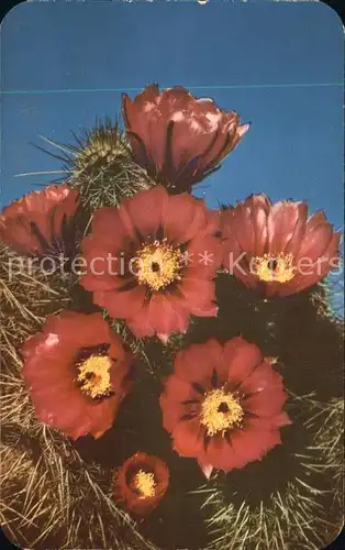 Kakteen Hedgehog Cactus Echinocereus Engelmanii Kat. Pflanzen