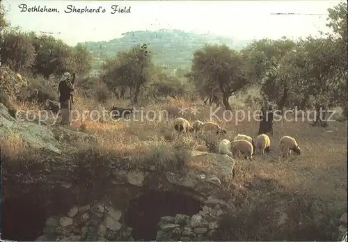 Hirte Schafe Bethlehem Shepherd s Field  Kat. Landwirtschaft