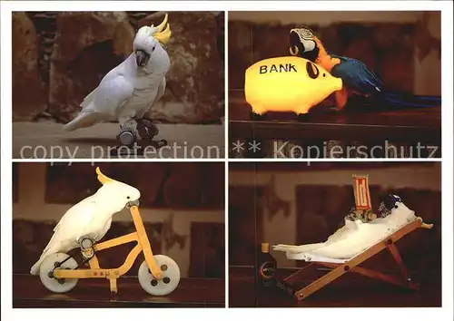 Papagei Kakadu Fahrrad Liege Zeitung Gran Canaria Loros  Kat. Tiere