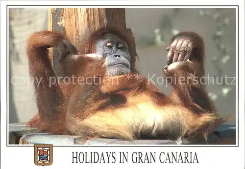 Affen Gran Canaria  Kat. Tiere