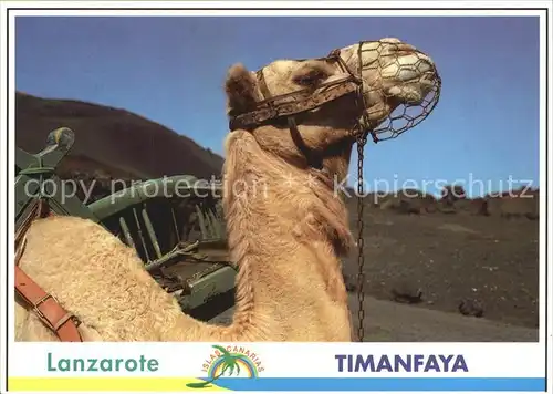 Kamele Lanzarote Timanfaya  Kat. Tiere